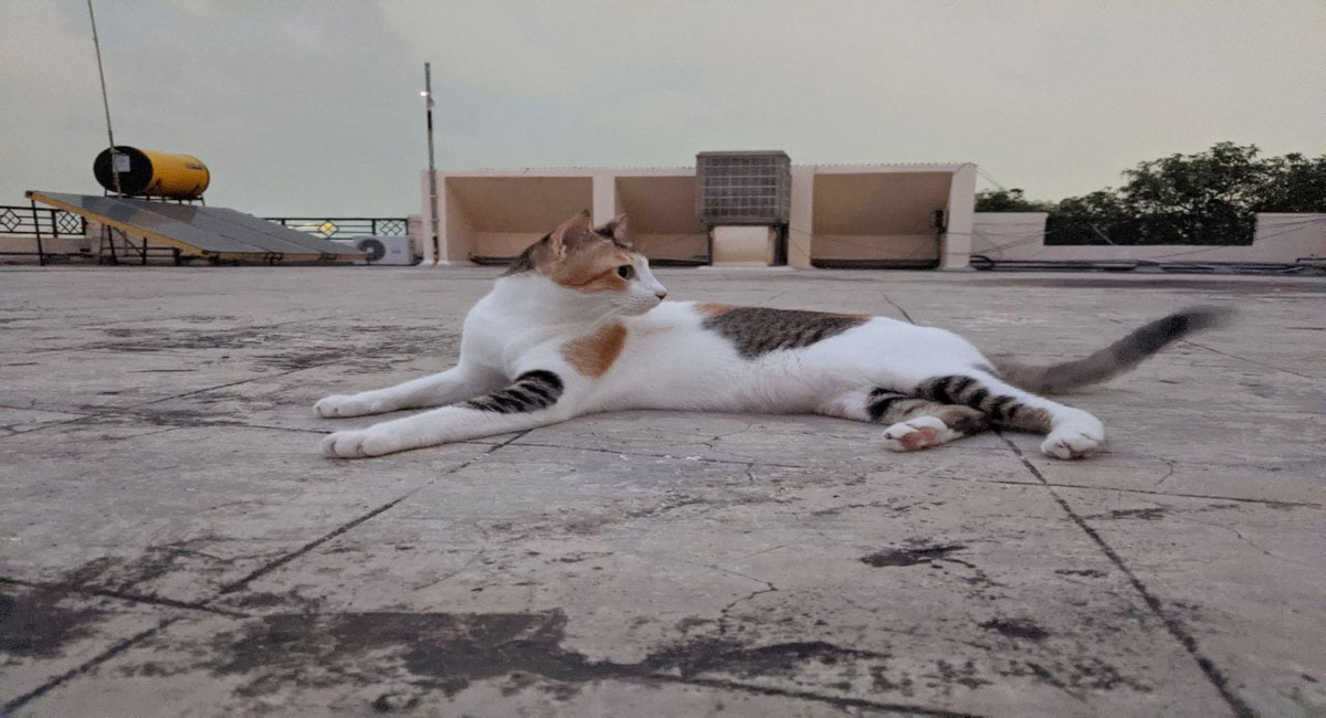 Cat named Zoya goes missing in Banjara Hills, Rs 20,000 reward if you find her