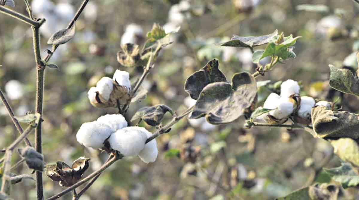 Cotton fetches all time high rate of Rs 8,800 per quintal in Warangal
