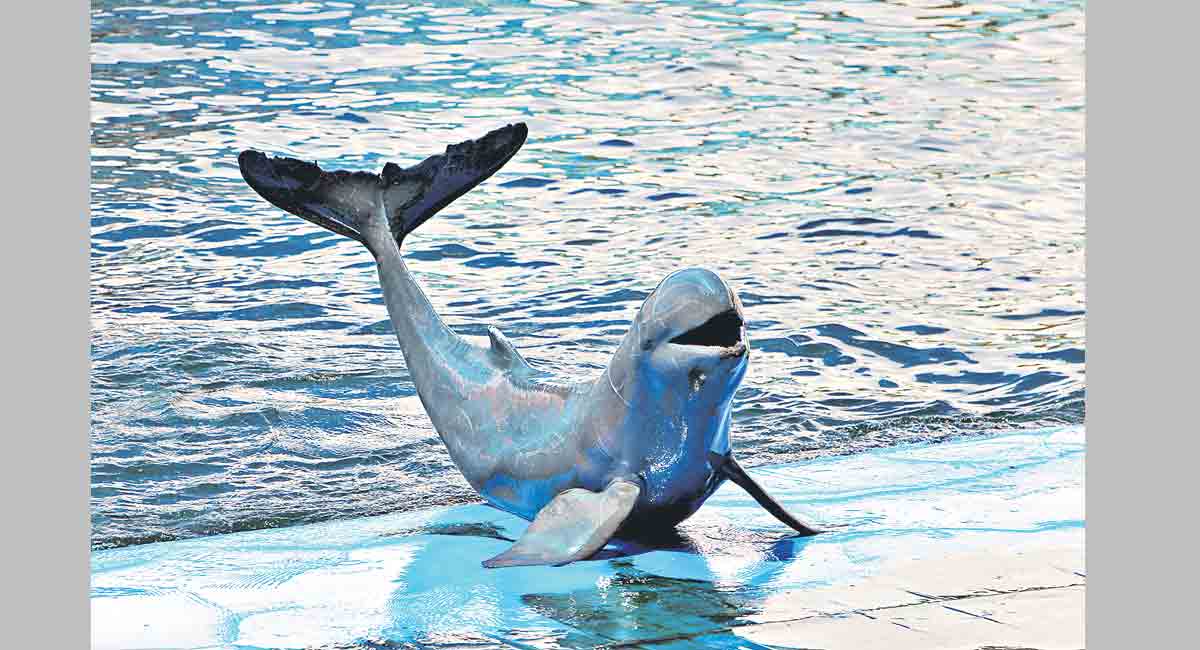 All you need to know about Irrawaddy river dolphin