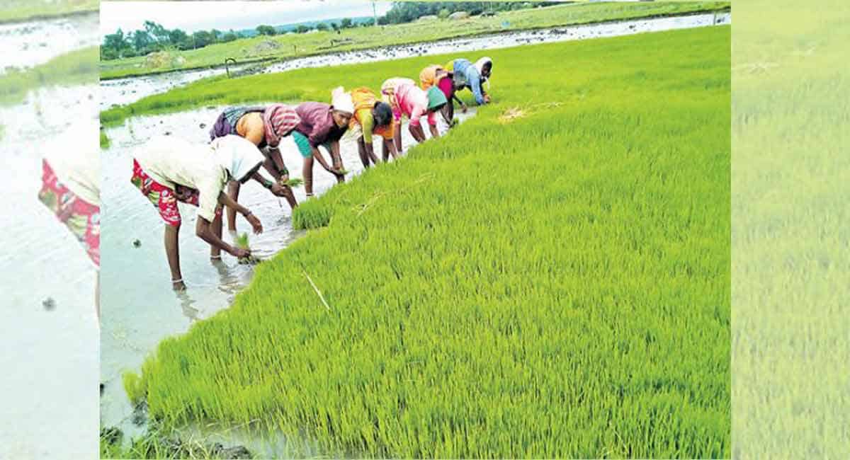 Telangana: Farmers stick to paddy cultivation, hope to sell rice to traders