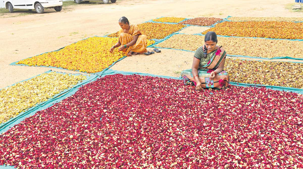 Oorvi gives ‘new life’ to wilted flowers