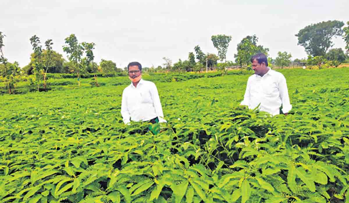 Ibrahimpur farmers set example for cultivation of green manure crops