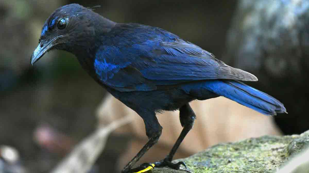 Malabar Whistling Thrush spotted in Asifabad forest