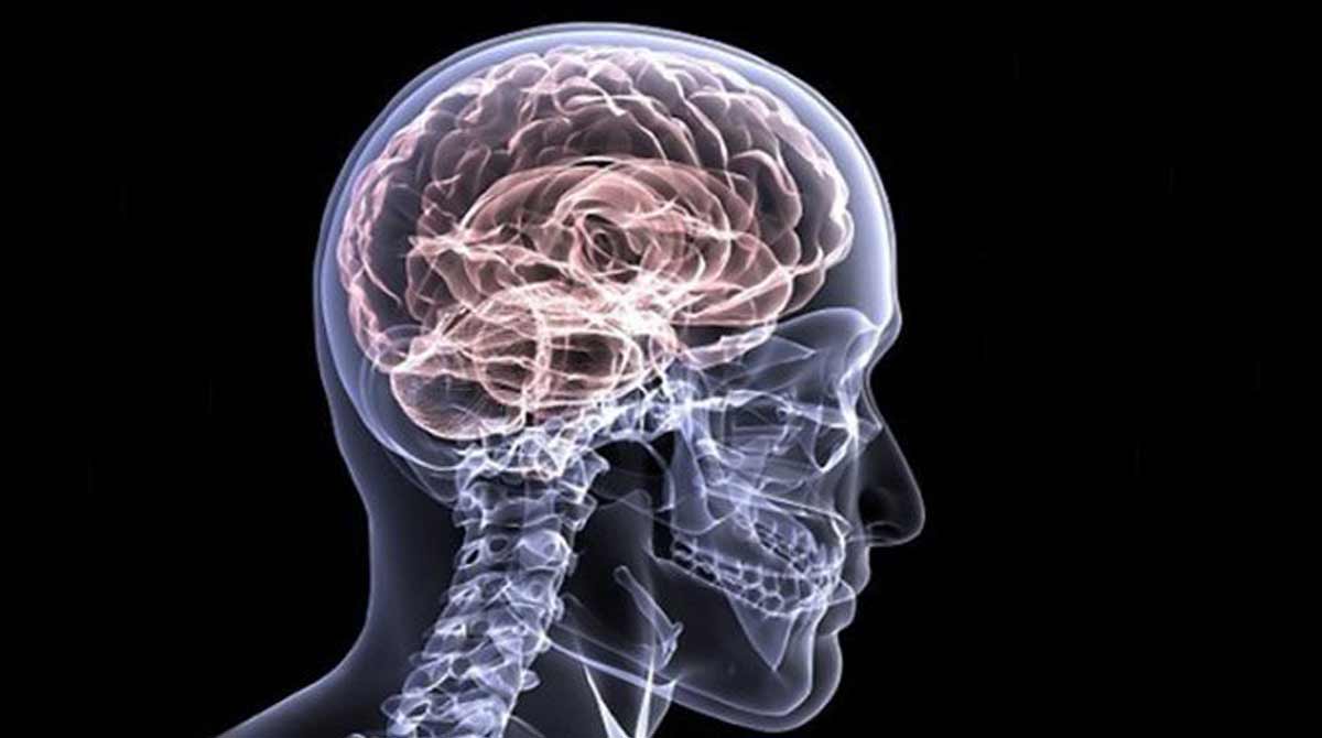 Scientists find how immune system builds long-term memory