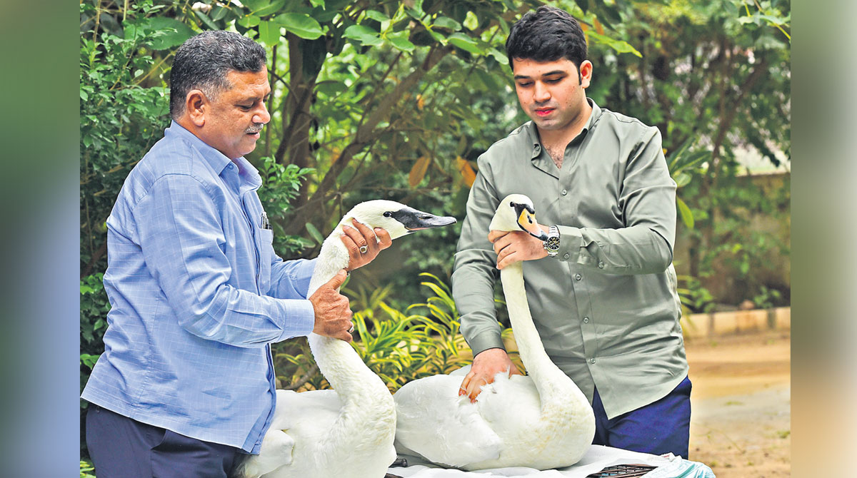 Breeder Naveed Qureshi in pursuit of building swan park in Hyderabad