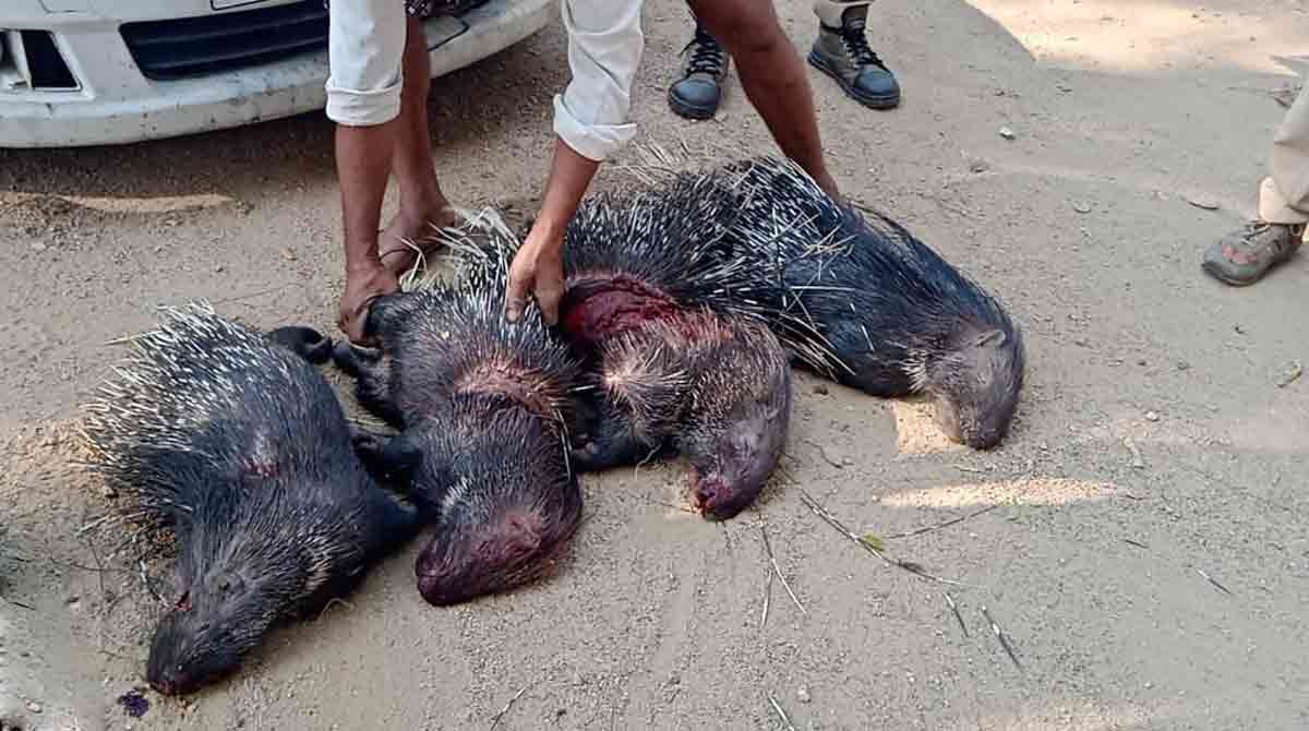 Telangana: Four dead Porcupines found in car, one held