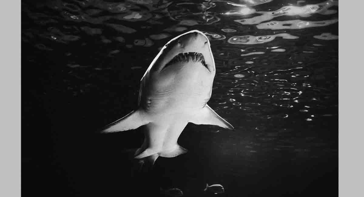 Sharks can have bellybuttons and other facts-Telangana Today