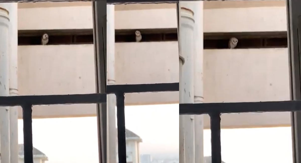 Watch: Video of owl dancing to ‘Rakita Rakita’ song wins Internet