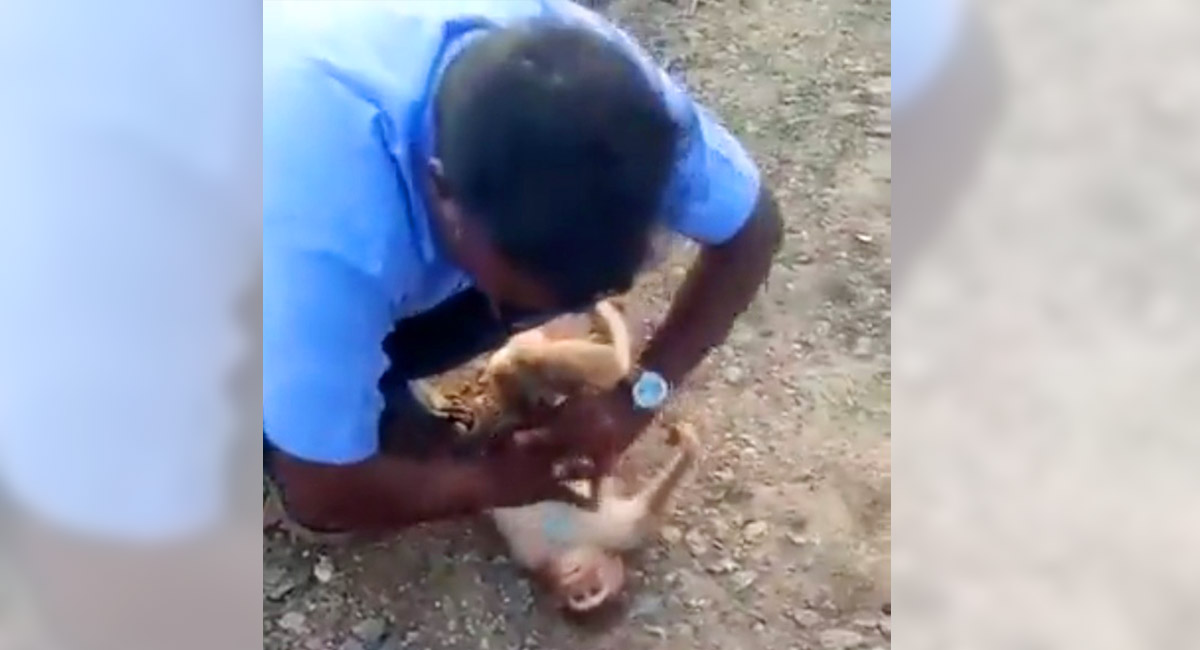 Watch: 8-month-old monkey saved by cab driver dies in Tamil Nadu