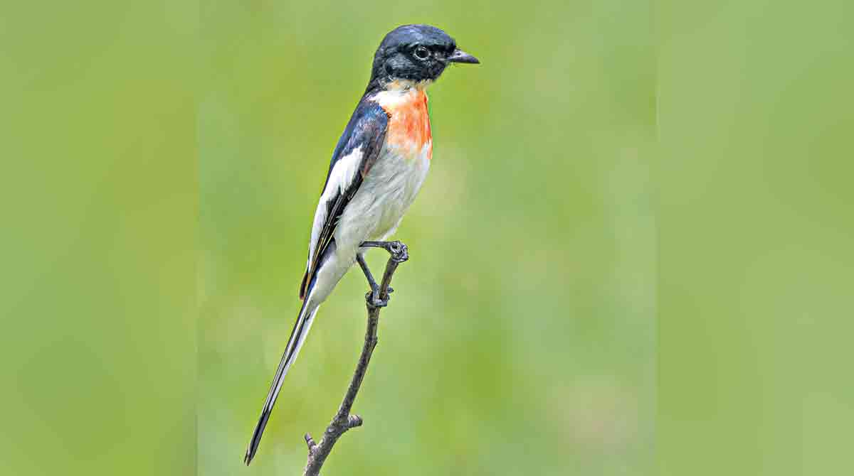 This chef dons many hats