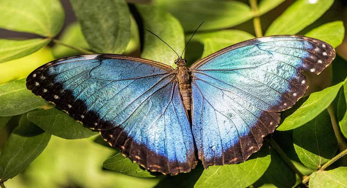Costa Rica’s butterfly business