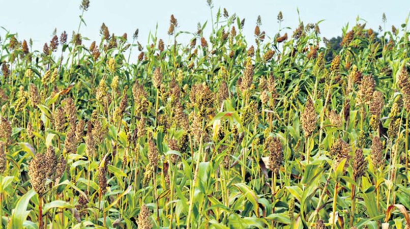 Telangana: Karimnagar farmers demand water from Narayanpur Reservoir to save crops