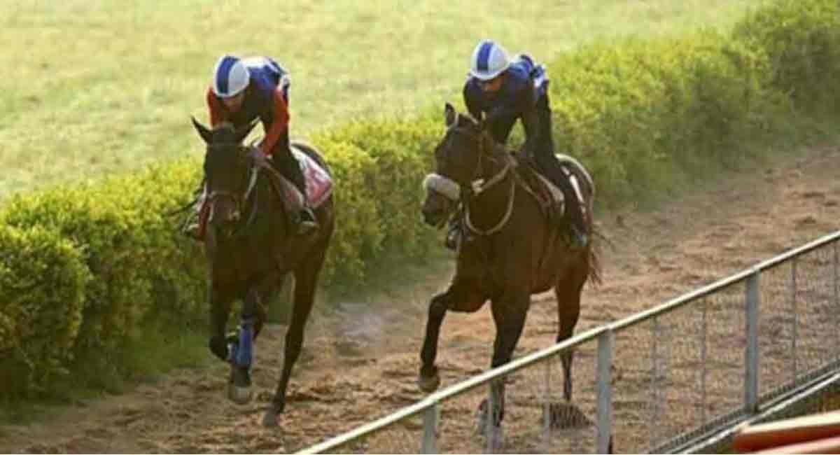 Knotty Dancer and Maximum Glamour please in trials