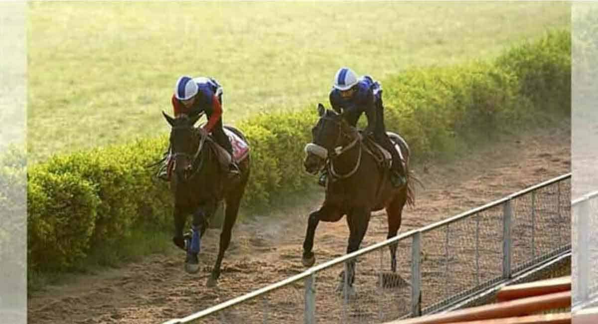 Knight Envied fancied for Chennai feature