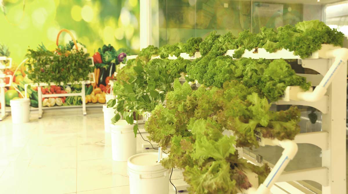 Flats embrace hydroponics, co-working space, day care centres