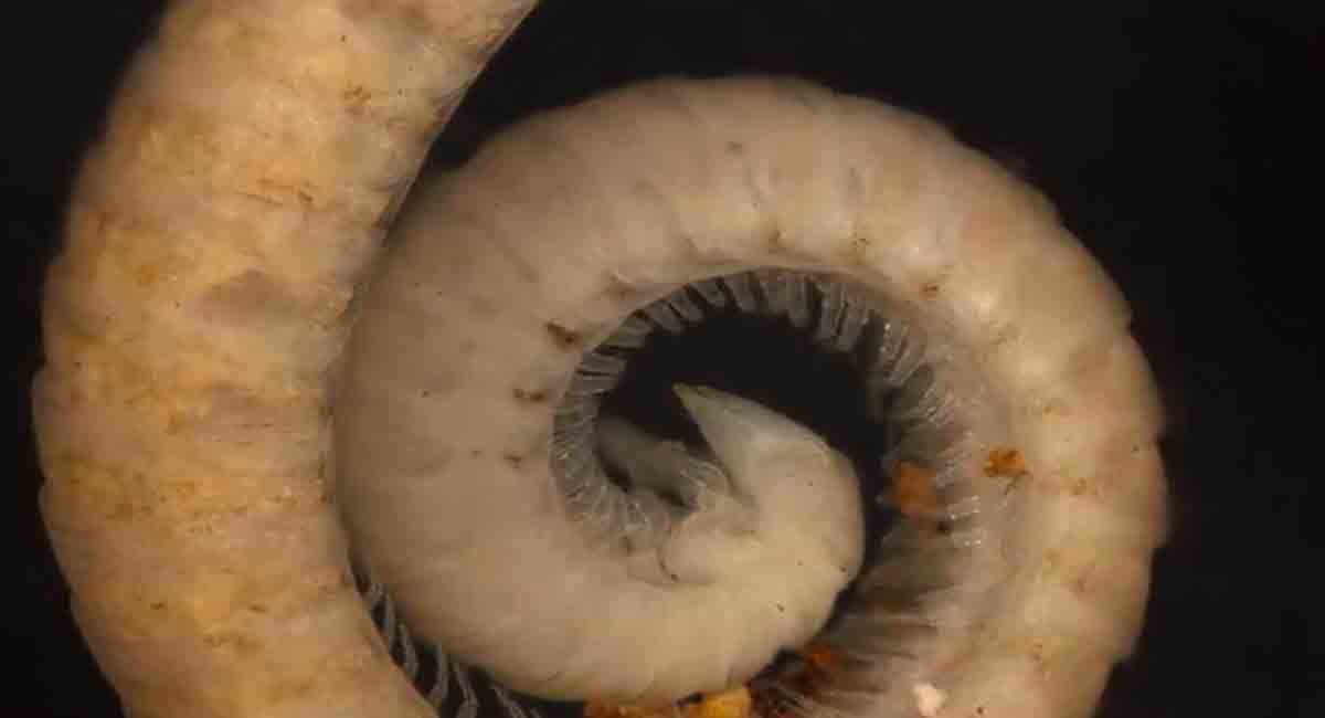 Researchers discovered the world’s leggiest animal