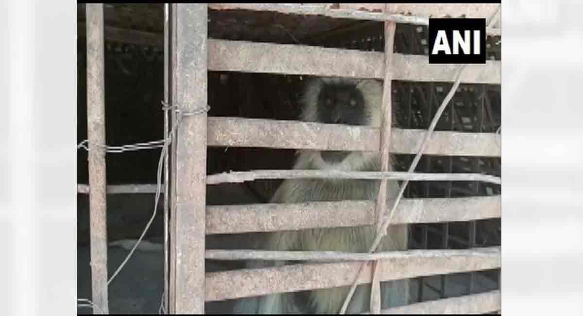 Maha forest dept captures two monkeys involved in killing over 250 dogs