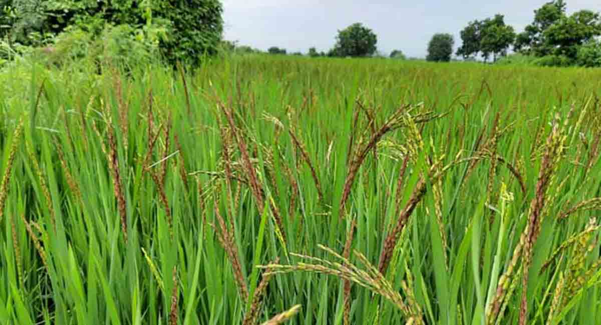 TRS boycotts Parliament session over paddy procurement, suspension of 12 MPs