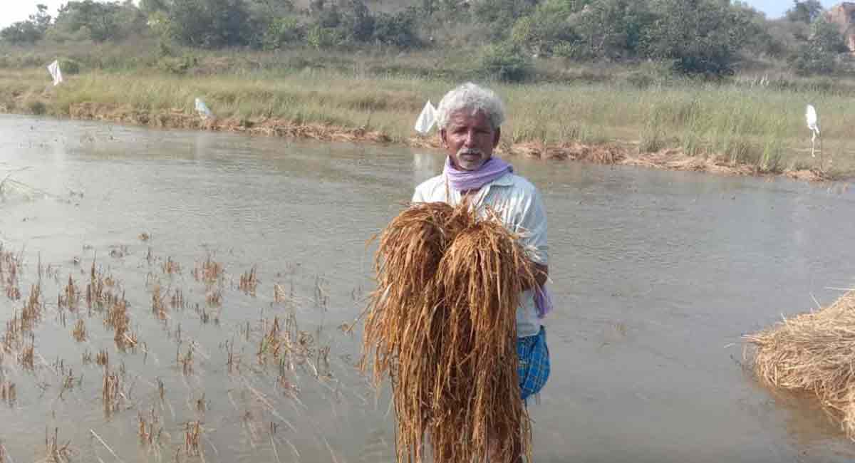 Paddy fields submerged after canal breached in Nagarkurnool