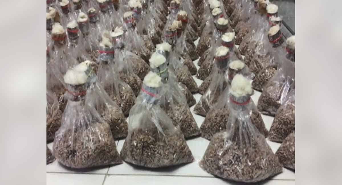 Rubber growers in Tripura encouraged to cultivate Mushroom to create additional income