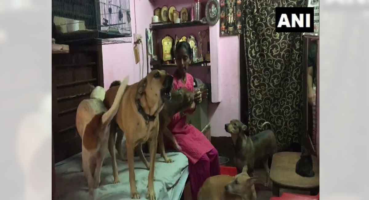 Karnataka: Mangaluru woman feeds 800 stray dogs daily