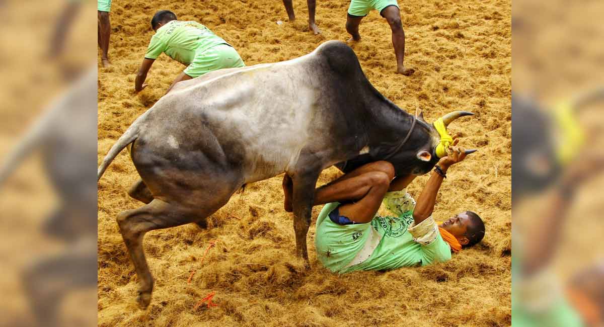 27-year-old gored to death by bull at Jallikattu event in Tamil Nadu