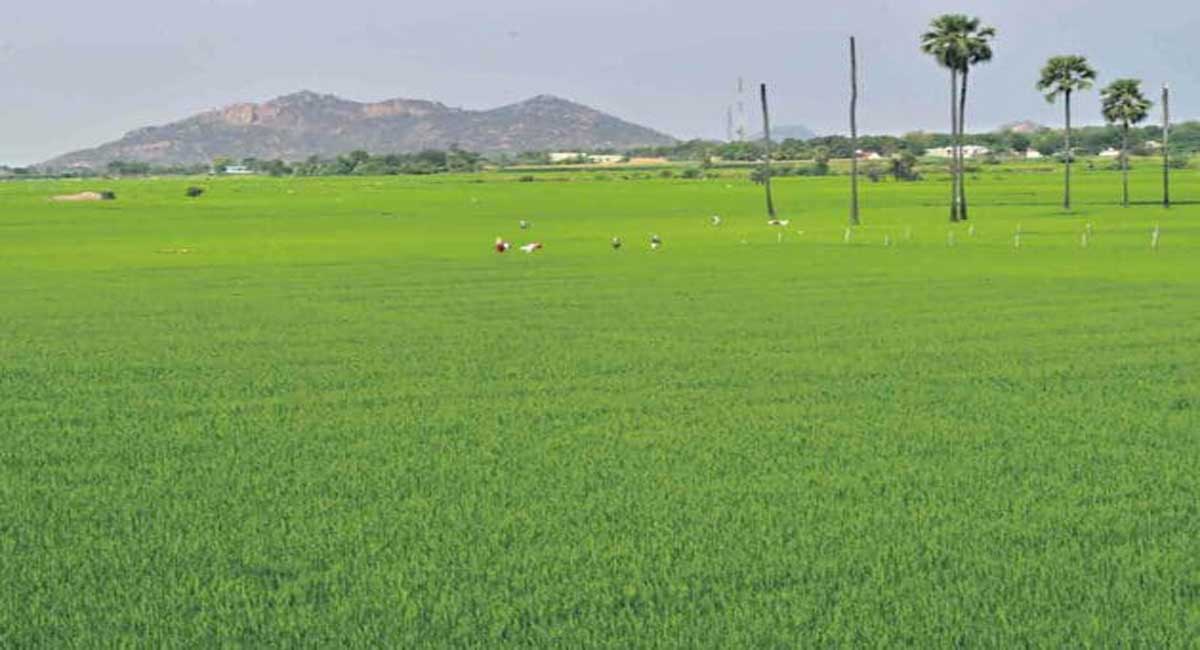 KCR restored past glory of agri sector: MLC Koti Reddy