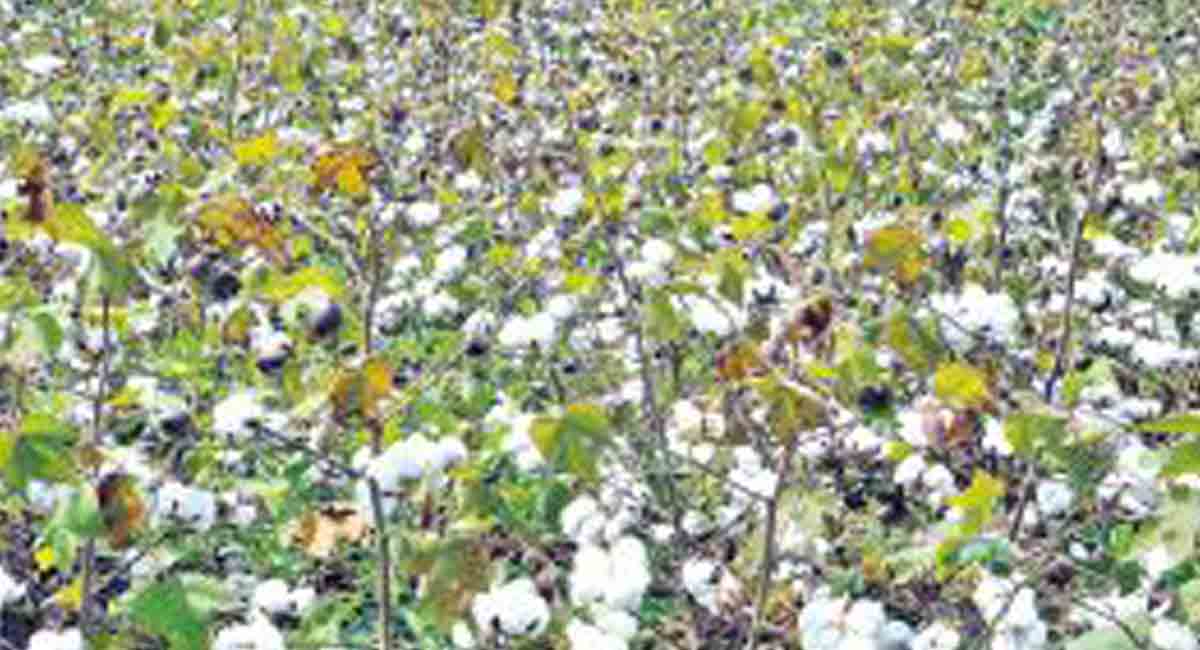 Telangana: AI helps yield bumper cotton