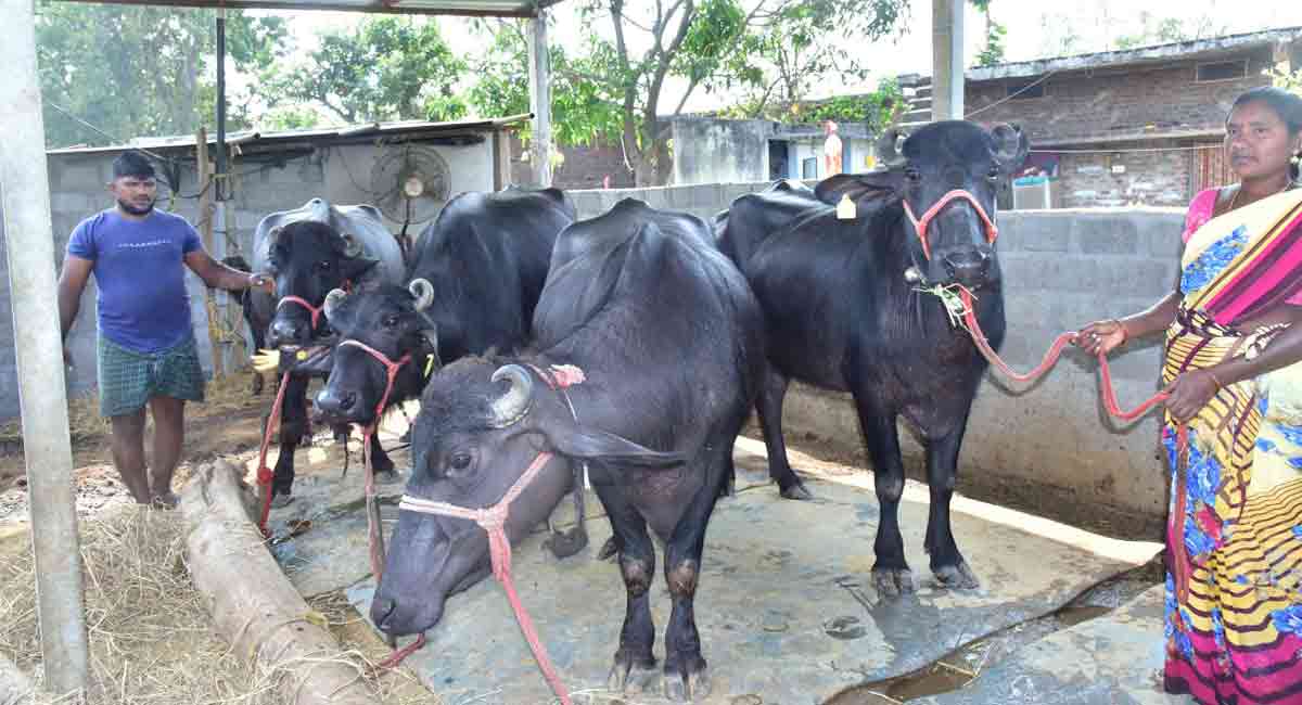 Dalit Bandhu comes as a manna for labourers