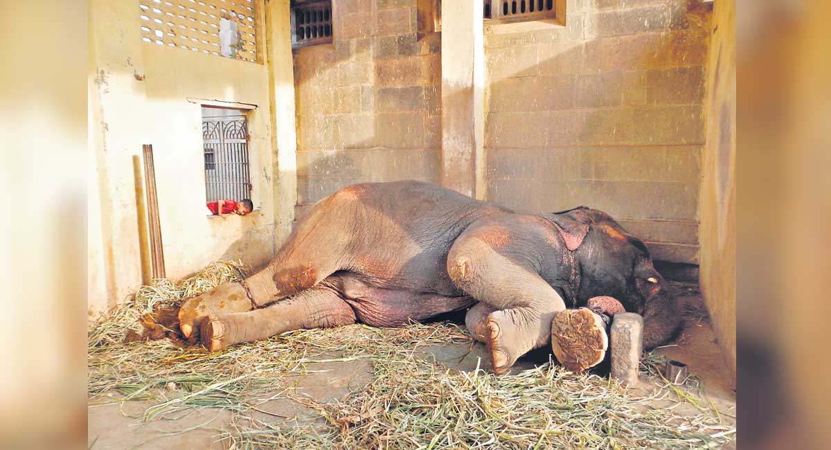 Jumbo help to captive tuskers-Telangana Today