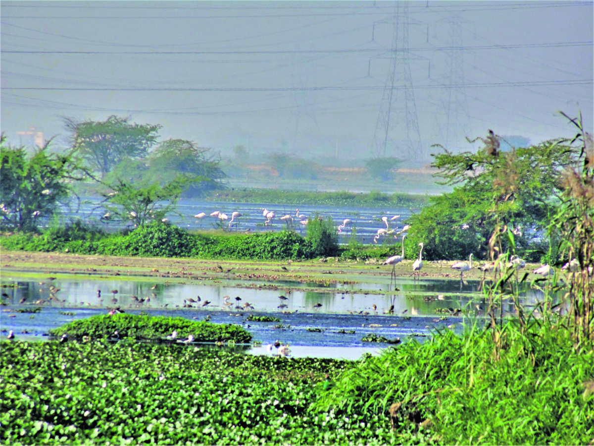 All you need to know about Najafgarh Jheel restoration plan