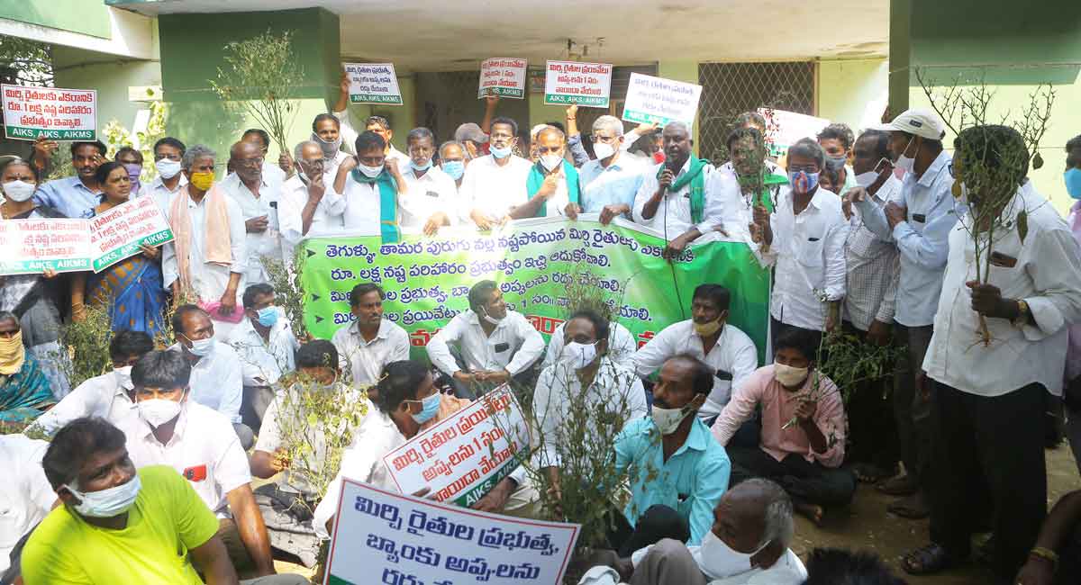 Khammam: Chilli farmers demand compensation for damaged crops