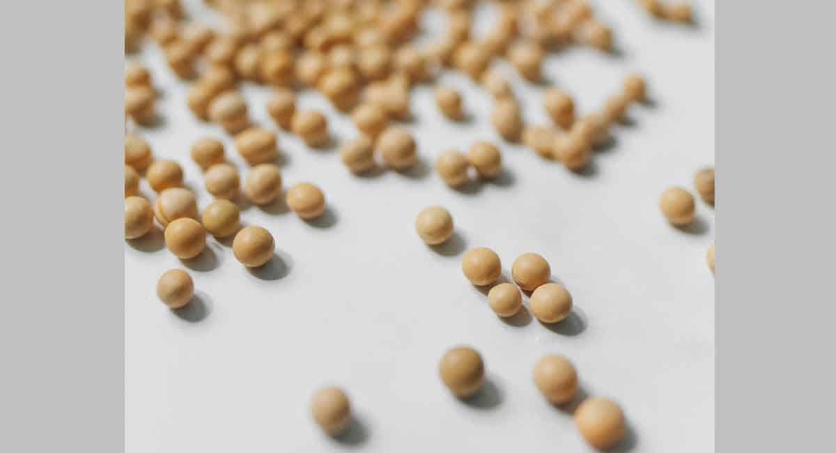 Fermented soybeans suppress asthma-induced airway inflammation
