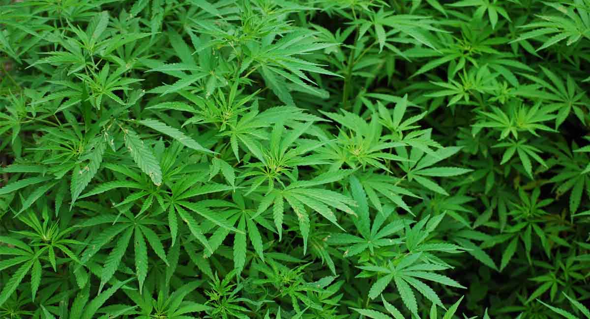 Four held with 294 kg of marijuana in Hyderabad