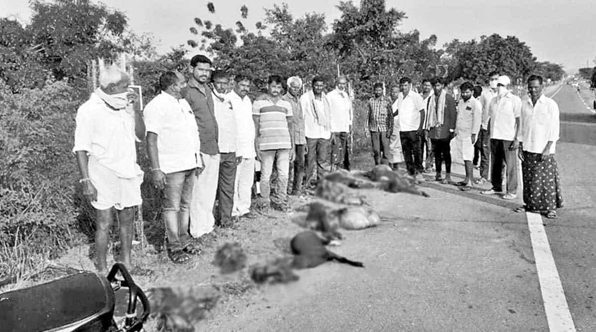 Lorry ploughs through herd, kills 15 sheep in Mulugu