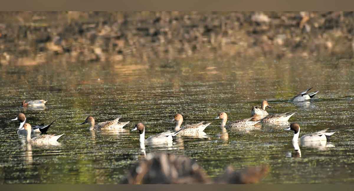 European ducks take winter vacation in irrigation tanks of Nirmal