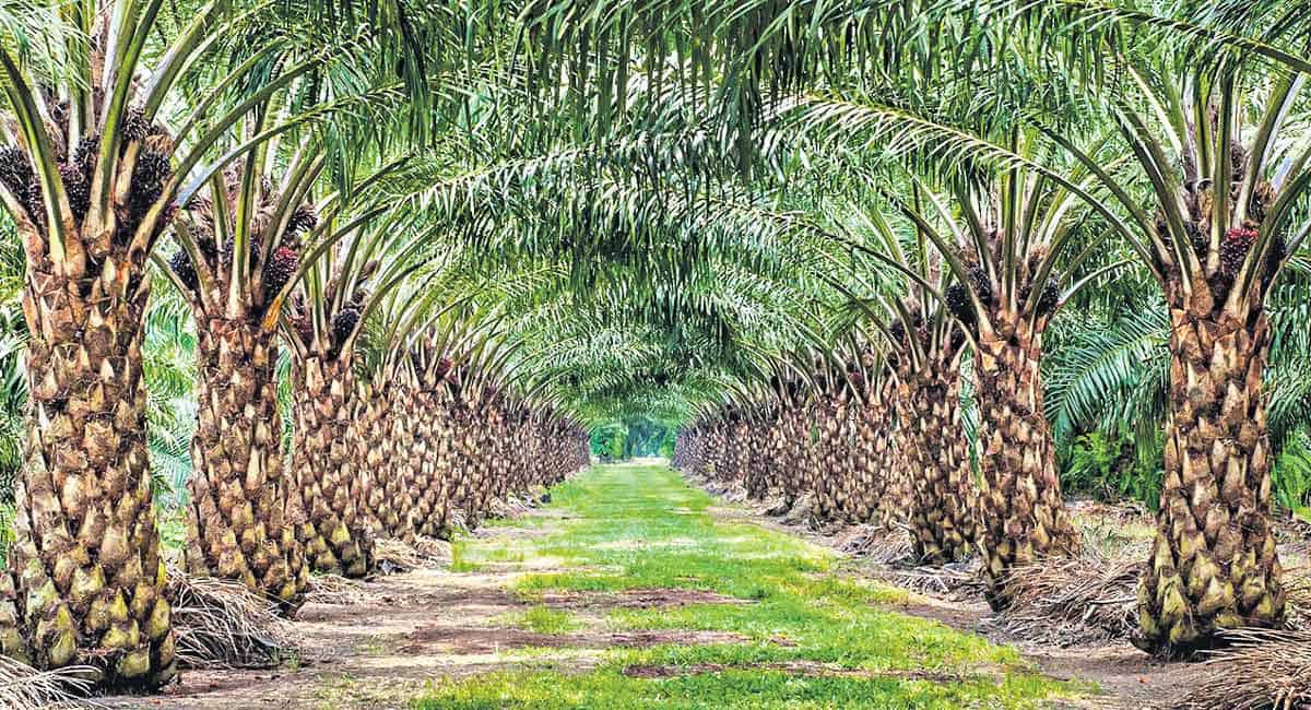 Telangana to double oil palm cultivation