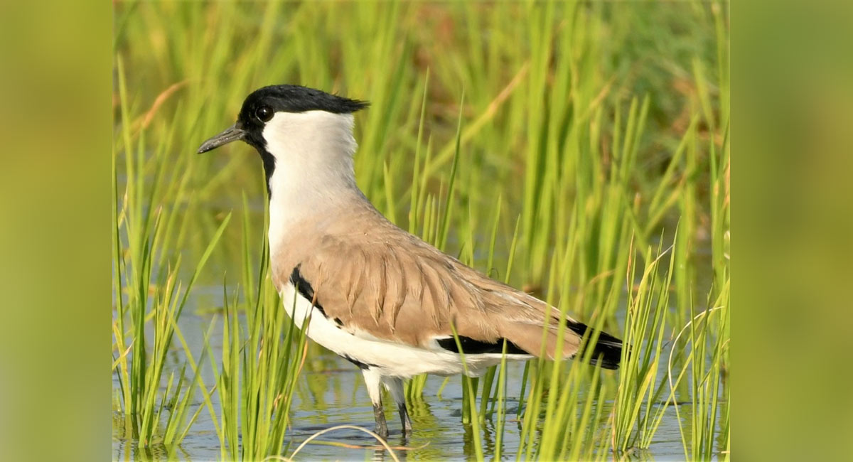 River lapwing sighted after three years in Nirmal