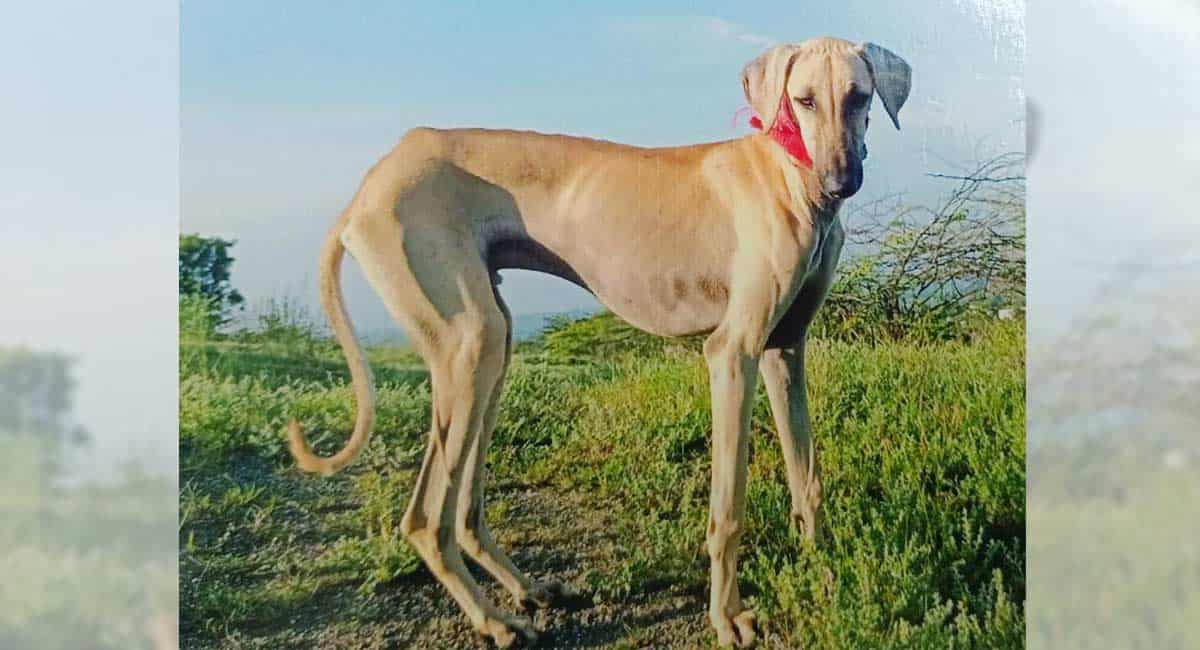 Rocky goes missing in Hyderabad; cops check CCTV to trace him