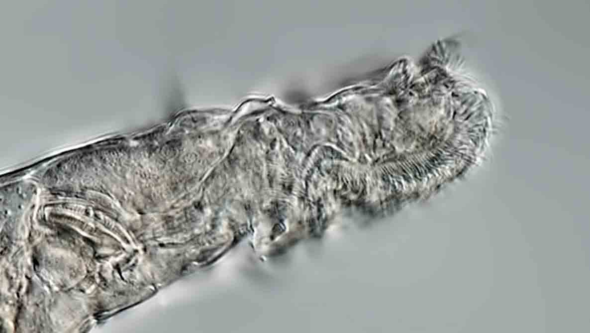 This multicellular animal frozen for 24,000 years, comes back to life, reproduces