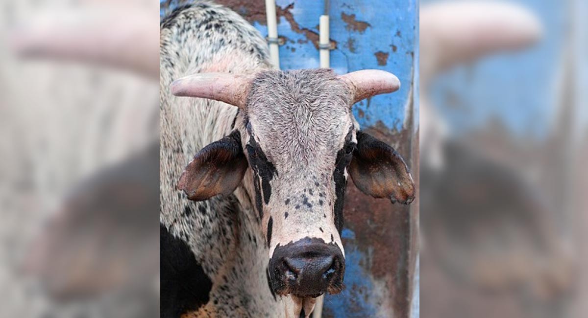SP leader injured by stray bull in Uttar Pradesh district