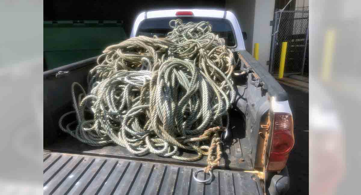 Search on for humpback whale entangled in debris off Hawaii