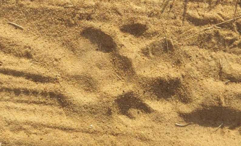 Khammam: Tiger movements reported in Sathupalli