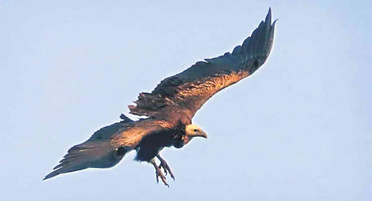 Asifabad: Vultures’ comeback brings cheer to foresters