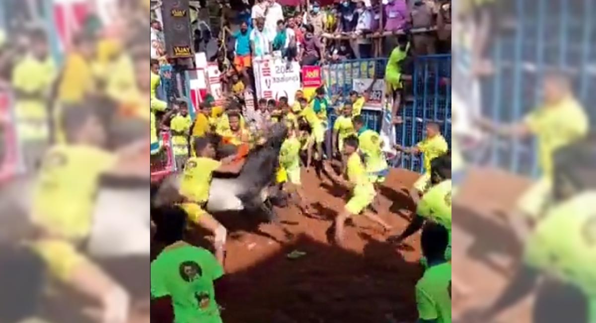 Watch: Jallikattu begins at Avaniyapuram village in Madurai