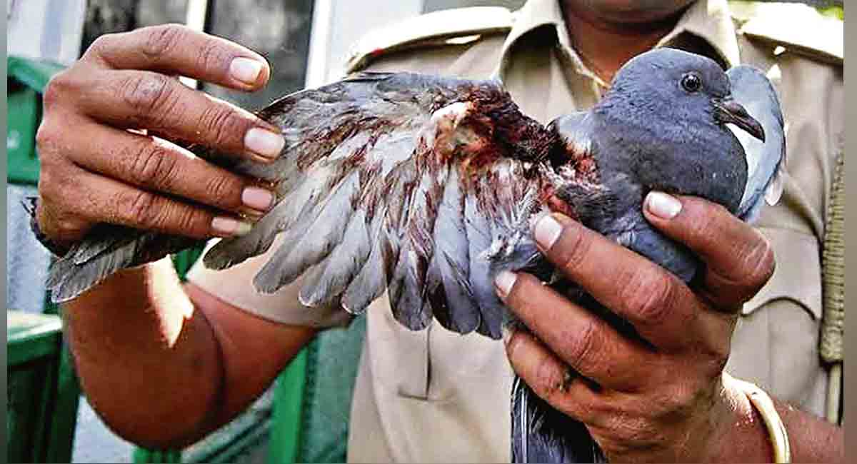 Spare a thought for feathery friends during Sankranti