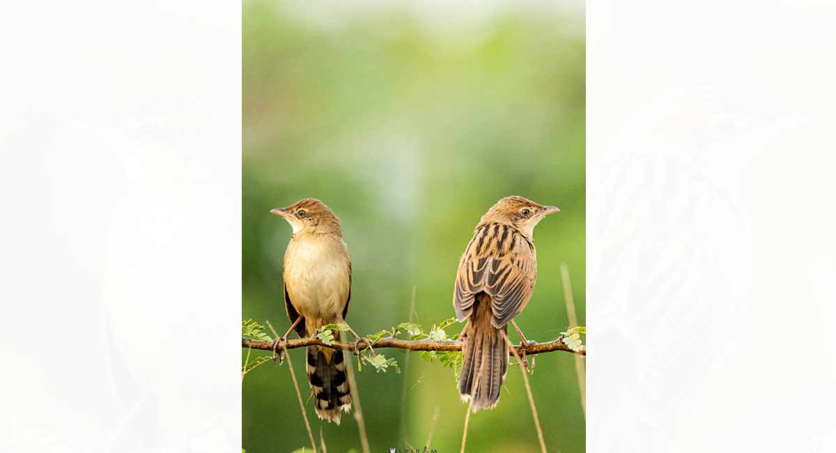 Bristled Grassbird sighted in Telangana after a gap of 32 years
