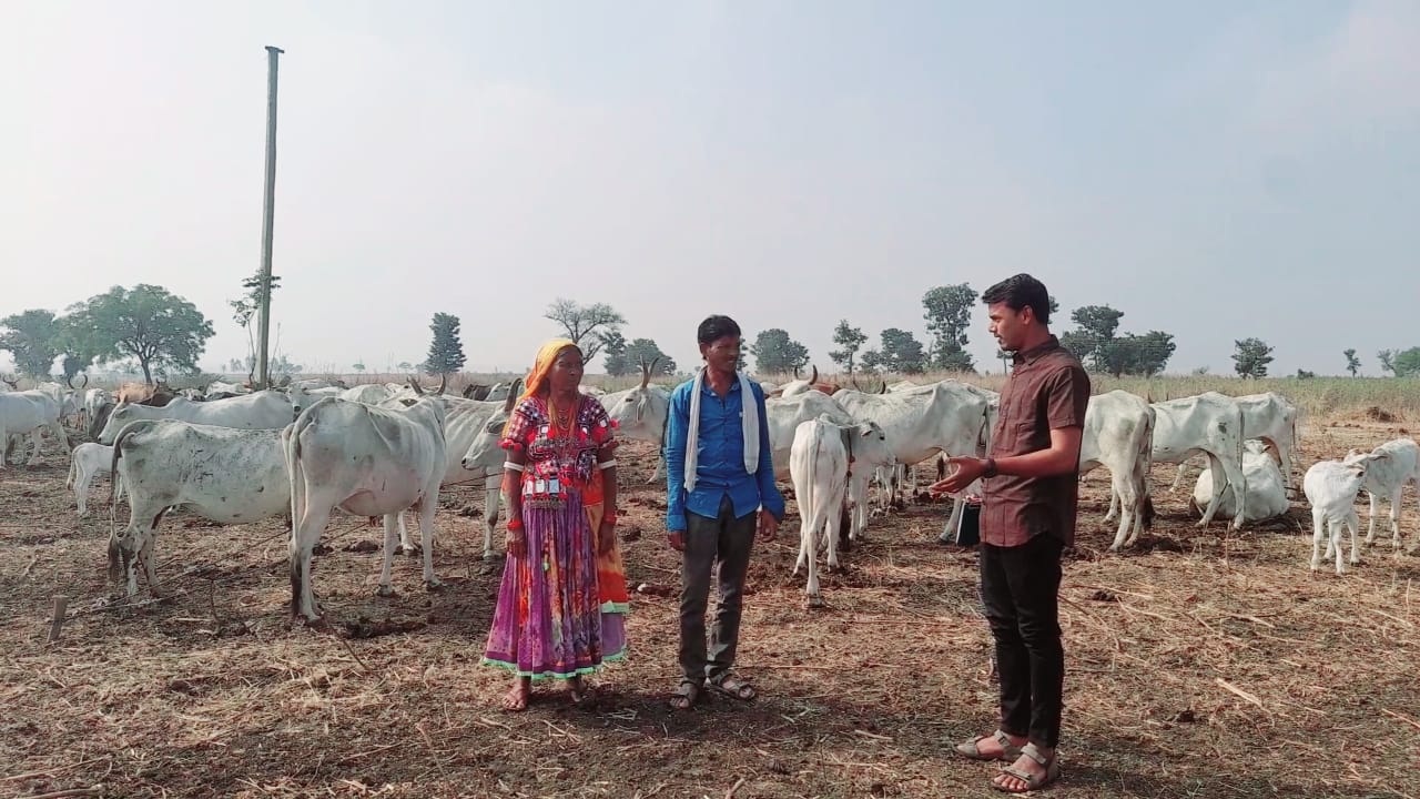 Going back to basics, cow grazing in agriculture fields to enrich soil