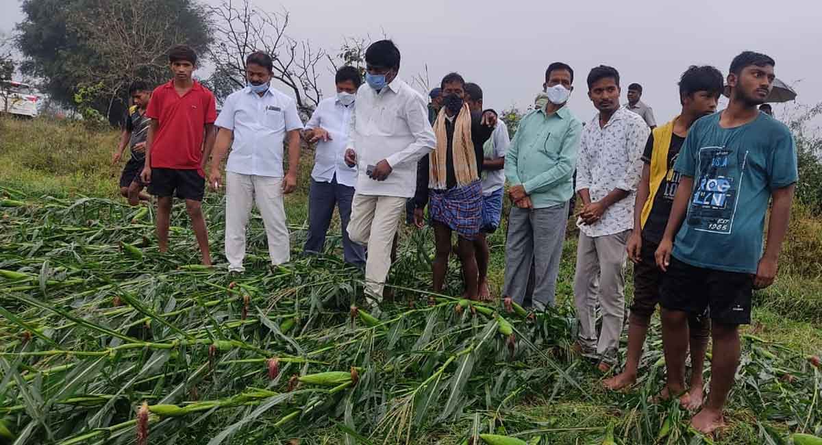 Warangal: Crops in thousands of acres damaged due to unseasonal rains