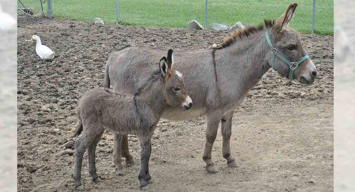 India sees 61% drop in donkey population from 2012-2019: Study